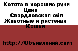 Котята в хорошие руки › Цена ­ 100 - Свердловская обл. Животные и растения » Кошки   